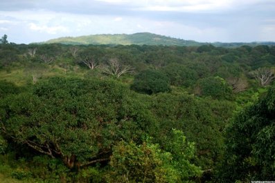 If Bohol has Chocolate Hills, Guimaras has the most vast Mango Plantation in the Philippines.